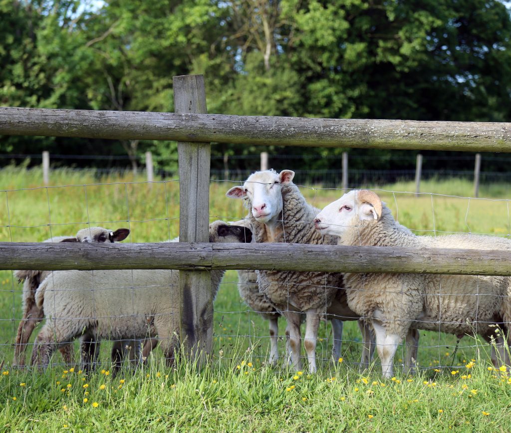 sheep behind a fence