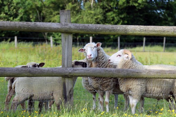 sheep behind a fence