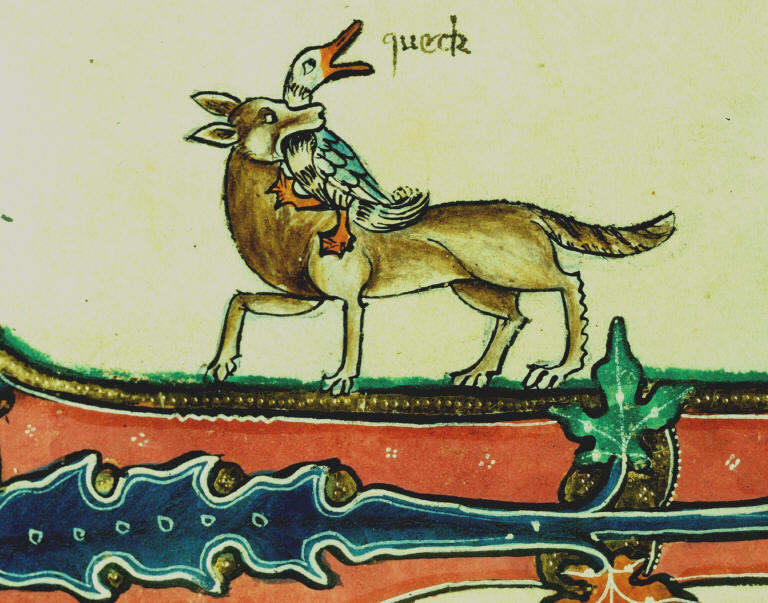 "The fox carries a goose away in its mouth, and the goose says ‘queck’ (quack).