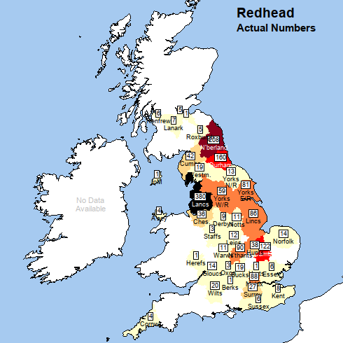 Map of Britain, with title "Redhead: actual numbers". Lancashire is and Northumberland is deep red. Durham and Cambridgeshire are mid red, and Lincolnshire, Northamptonshire and the West and East Ridings of Yorkshire are orange. Other coutnies have lighter or no shading.