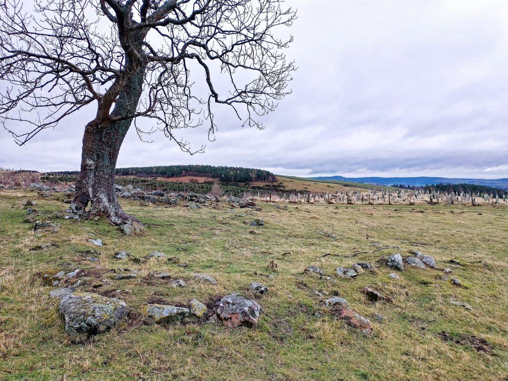 Tree on a plateau of windswept raised ground