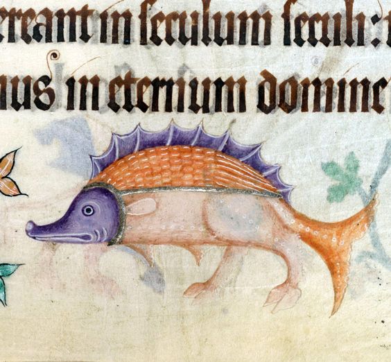 Drawing of an fish with spines and legs. Handwritten late medieval text is also visible on the page