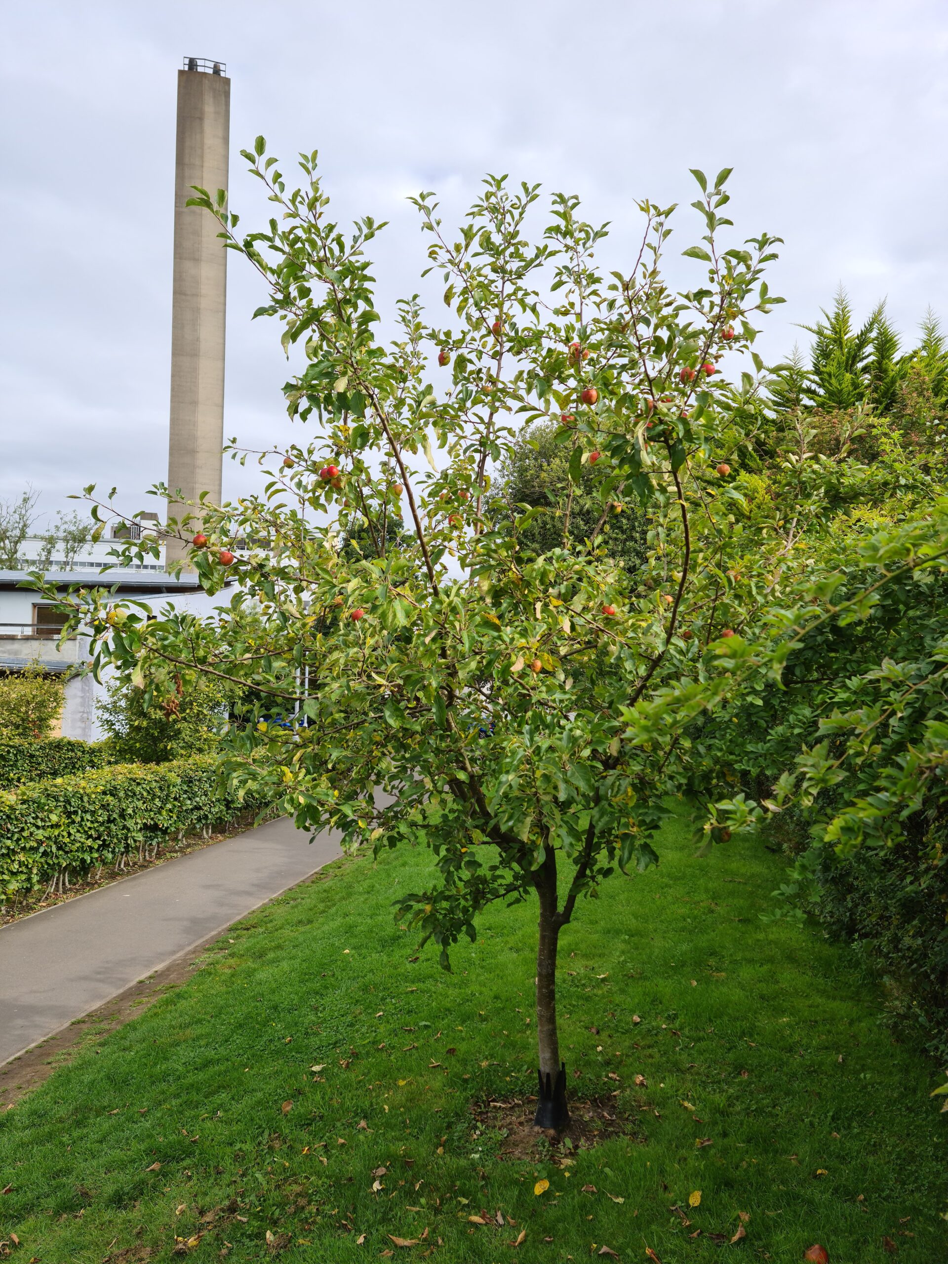 an apple tree growing by a path with a modern tower in the background