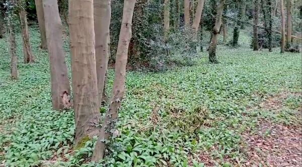 Wild garlic growing in woodland