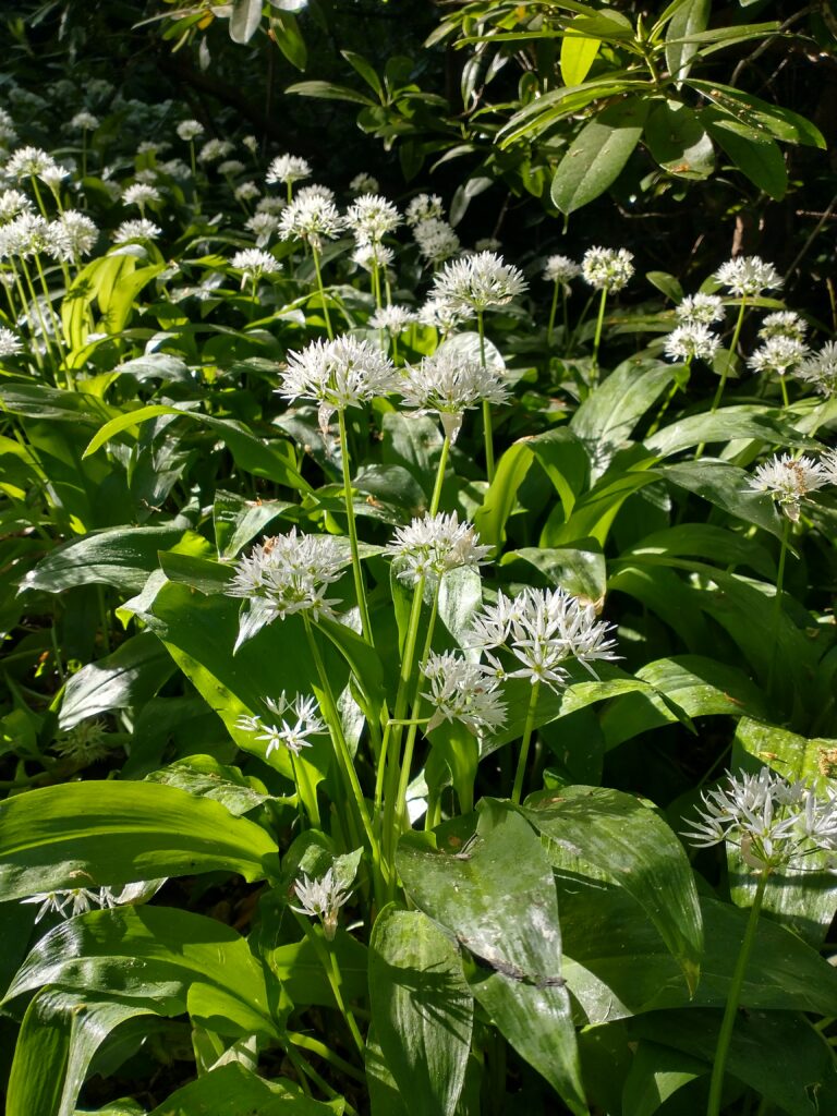 close-up of wild garlic in flower