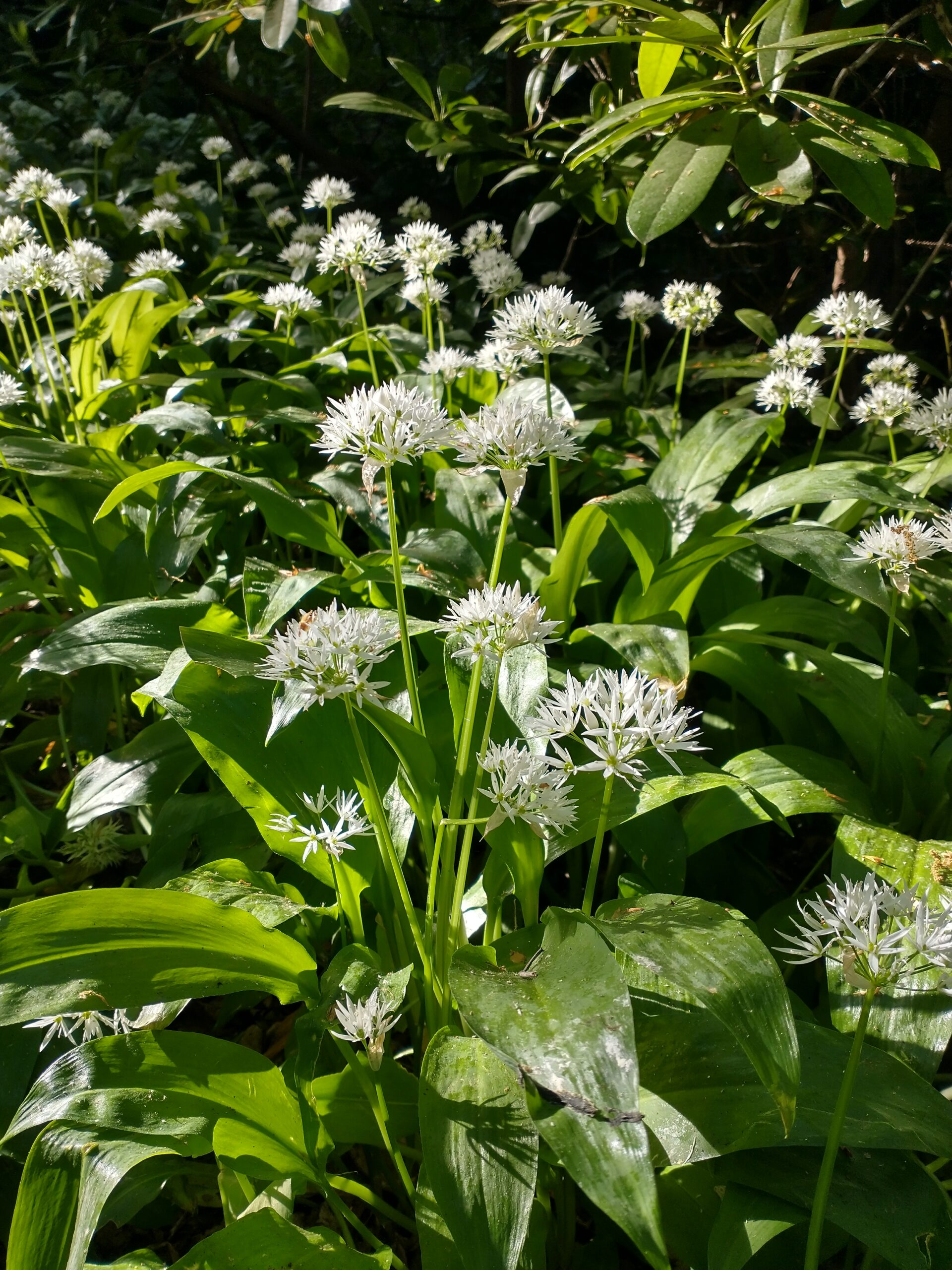 close-up of wild garlic in flower